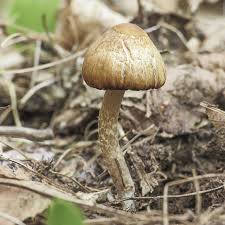 Attēlu rezultāti vaicājumam “Neocudoniella albiceps”