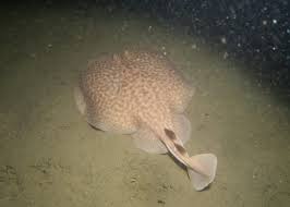 Image result for Torpedo marmorata