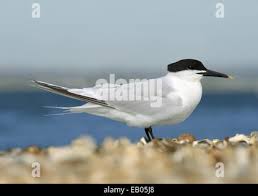 Attēlu rezultāti vaicājumam “Sterna sandvicensis adult”