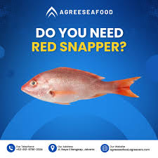 Image result for Lutjanus campechanus