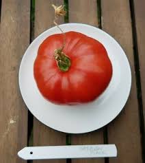 Afbeeldingsresultaat voor caspian pink tomato