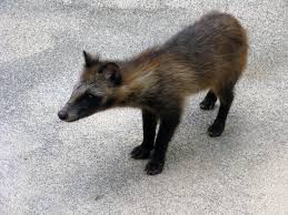 Attēlu rezultāti vaicājumam “Nyctereutes procyonoides”