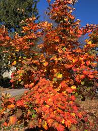 Attēlu rezultāti vaicājumam “Acer pseudosieboldianum”