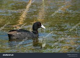 Attēlu rezultāti vaicājumam “Fulica atra”