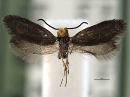 Attēlu rezultāti vaicājumam “Eriocraniidae”