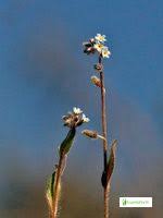 Attēlu rezultāti vaicājumam “Myosotis sparsiflora flower”