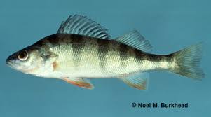 Image result for Perca flavescens