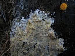 Attēlu rezultāti vaicājumam “Diderma ochraceum spores”