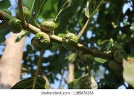 Attēlu rezultāti vaicājumam “Quercus rubra fruit”