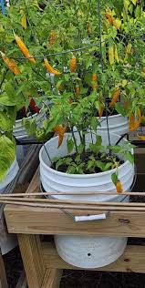 Afbeeldingsresultaat voor aji habanero hot pepper