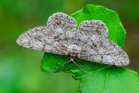 Attēlu rezultāti vaicājumam “Hypomecis roboraria”