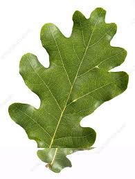 Attēlu rezultāti vaicājumam “Quercus robur”