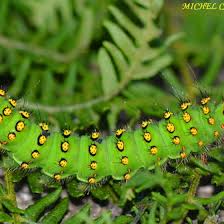 Attēlu rezultāti vaicājumam “Saturnia pavonia”