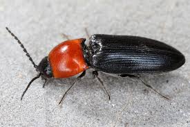 Attēlu rezultāti vaicājumam “Cardiophorus ruficollis”