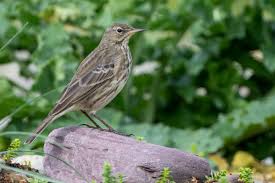 Attēlu rezultāti vaicājumam “Anthus petrosus”
