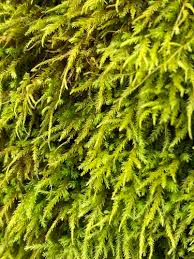 Attēlu rezultāti vaicājumam “Anomodon attenuatus”