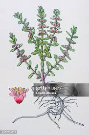 Attēlu rezultāti vaicājumam “Glaux maritima leaf”