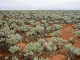 Attēlu rezultāti vaicājumam “Chenopodiaceae”
