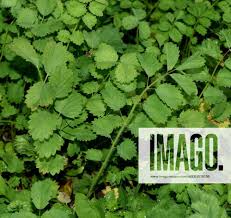 Image result for Pimpinella saxifraga