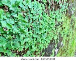 Attēlu rezultāti vaicājumam “Conocephalum conicum”