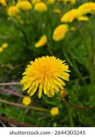 Attēlu rezultāti vaicājumam “Leontodon hispidus flower”