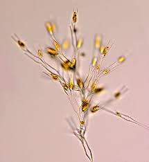 Attēlu rezultāti vaicājumam “Seligeria donniana sporophyte”