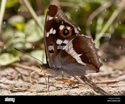 Attēlu rezultāti vaicājumam “Apatura iris underside”