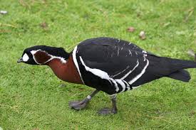 Attēlu rezultāti vaicājumam “Branta ruficollis”