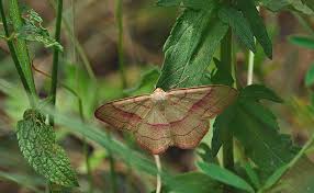 Attēlu rezultāti vaicājumam “Rhodostrophia vibicaria”