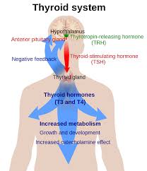 Image result for Thymus
