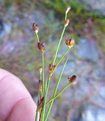 Attēlu rezultāti vaicājumam “Juncus alpinoarticulatus fruit”