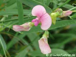 Attēlu rezultāti vaicājumam “Lathyrus sylvestris”