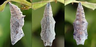 Attēlu rezultāti vaicājumam “Nymphalis xanthomelas larva”