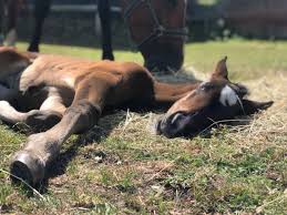 Image result for Bookham Riding School