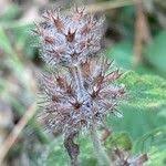 Attēlu rezultāti vaicājumam “Clinopodium vulgare fruit”