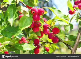 Attēlu rezultāti vaicājumam “Malus baccata fruit”