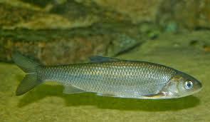 Image result for Squalius cephalus