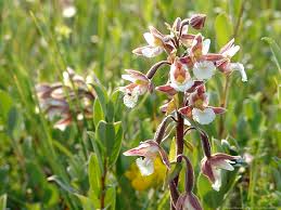 Attēlu rezultāti vaicājumam “Epipactis palustris flower”
