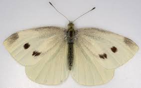 Attēlu rezultāti vaicājumam “Pieris rapae female”
