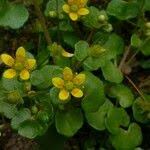 Attēlu rezultāti vaicājumam “Saxifraga cymbalaria”