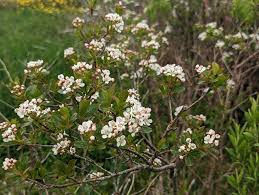 Attēlu rezultāti vaicājumam “Aronia melanocarpa”
