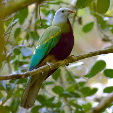 Image result for Bird