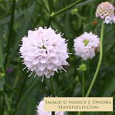 Attēlu rezultāti vaicājumam “Succisa pratensis bud”