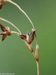 Attēlu rezultāti vaicājumam “Luzula pilosa bud”