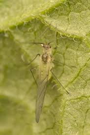 Attēlu rezultāti vaicājumam “Drepanosiphum platanoidis”