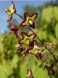 Attēlu rezultāti vaicājumam “Epimedium alpinum”