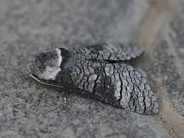 Attēlu rezultāti vaicājumam “Lamellocossus terebra”