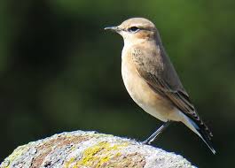 Attēlu rezultāti vaicājumam “Oenanthe oenanthe”