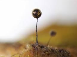 Attēlu rezultāti vaicājumam “Collaria arcyrionema”