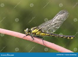 Attēlu rezultāti vaicājumam “Gomphus vulgatissimus”